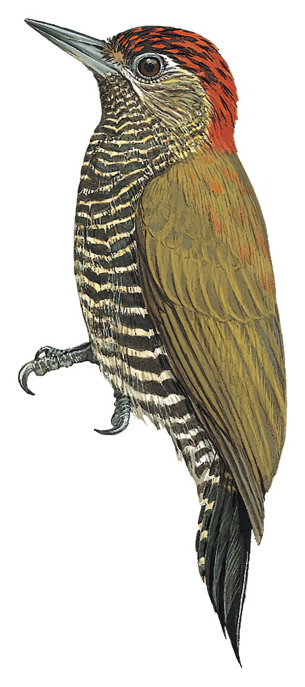 Bar-bellied Woodpecker / Dryobates nigriceps