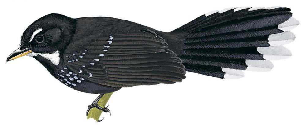 Black Thicket-Fantail / Rhipidura maculipectus