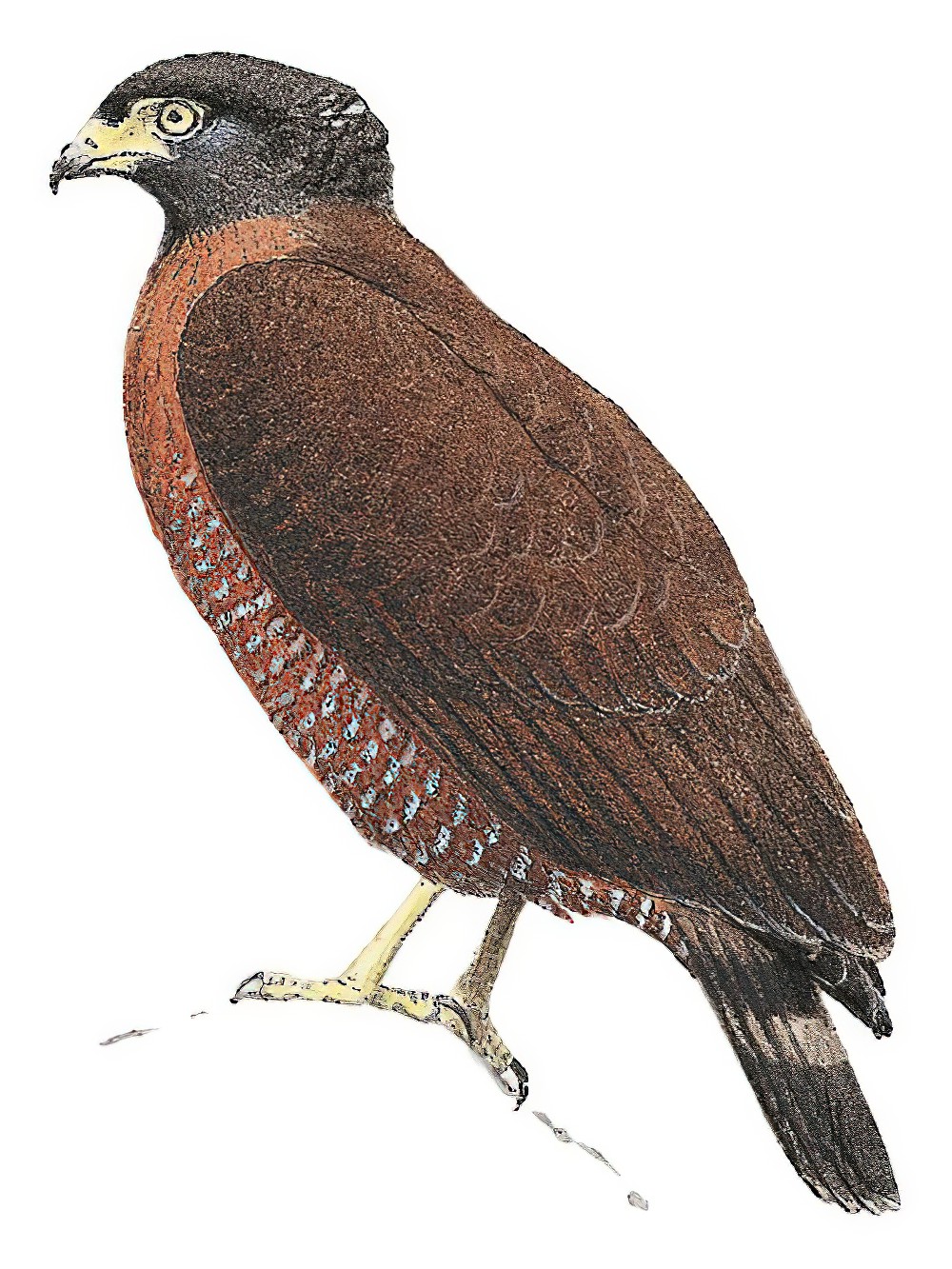 Sulawesi Serpent-Eagle / Spilornis rufipectus