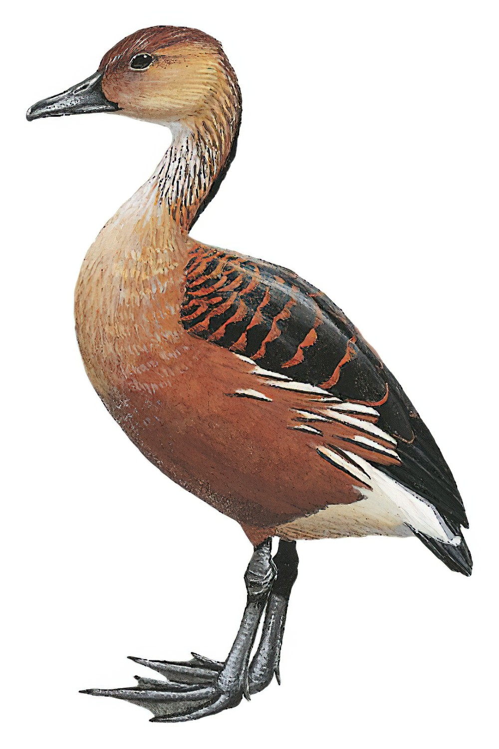Fulvous Whistling-Duck / Dendrocygna bicolor