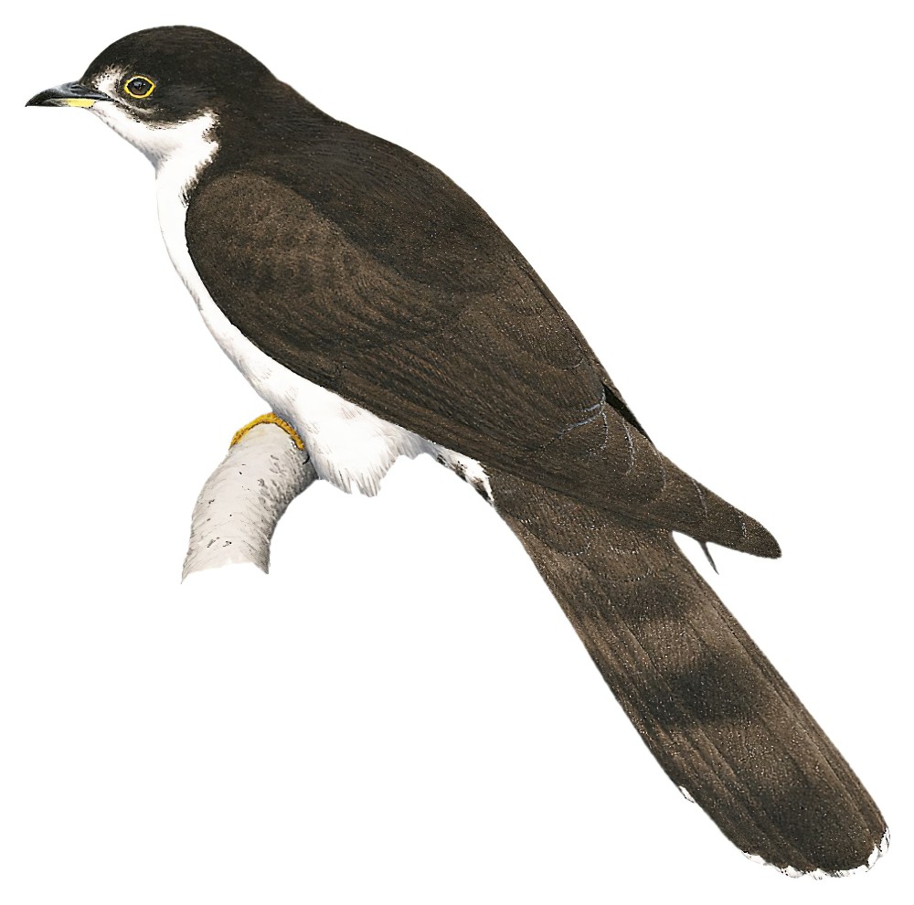 Thick-billed Cuckoo / Pachycoccyx audeberti