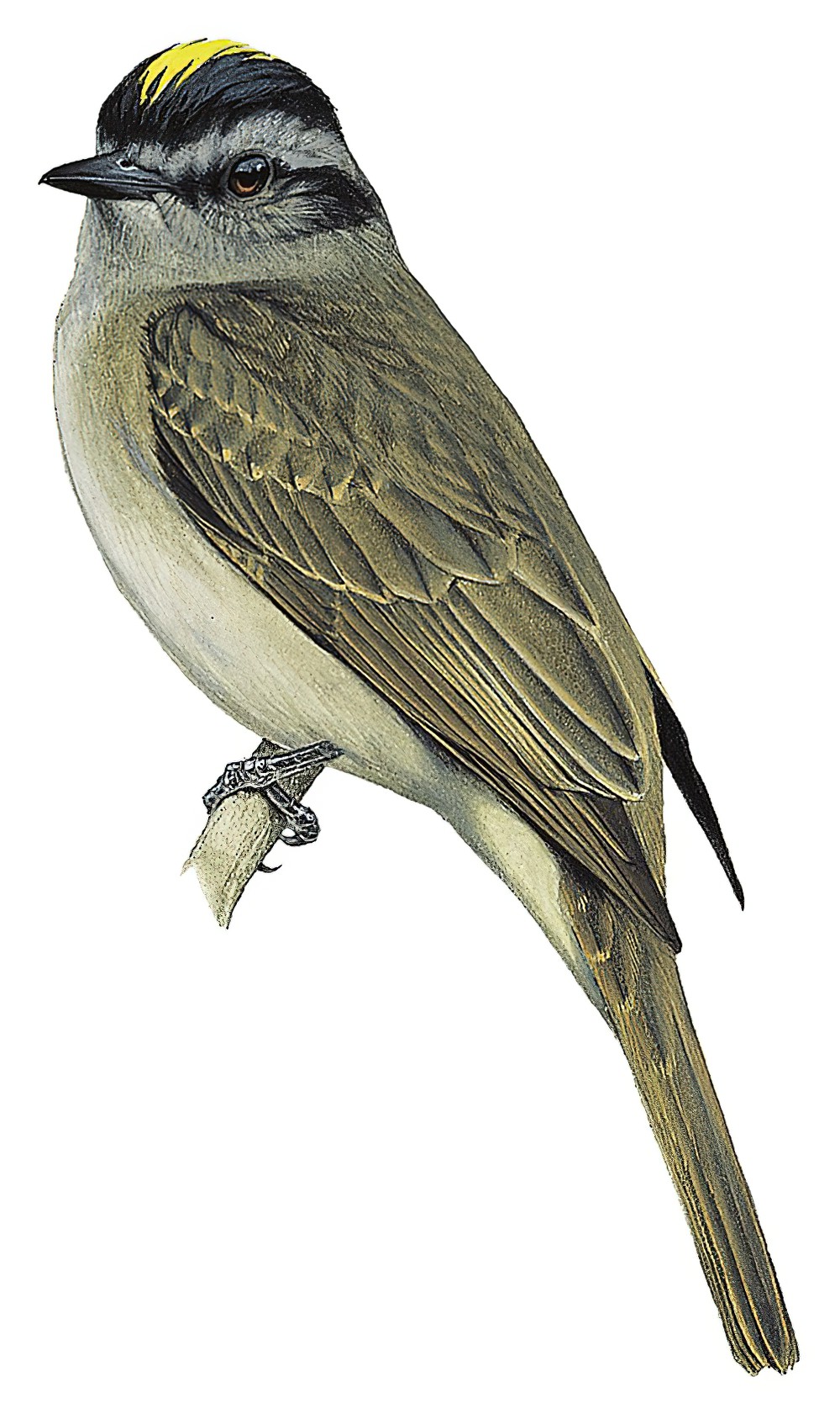 Crowned Slaty Flycatcher / Empidonomus aurantioatrocristatus