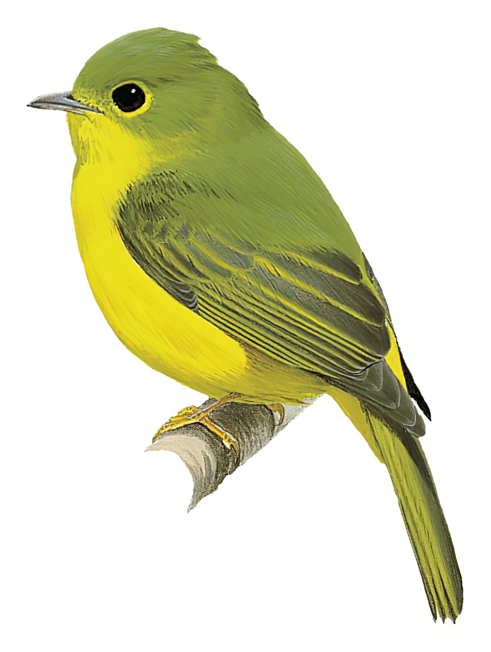 Citrine Canary-Flycatcher / Culicicapa helianthea