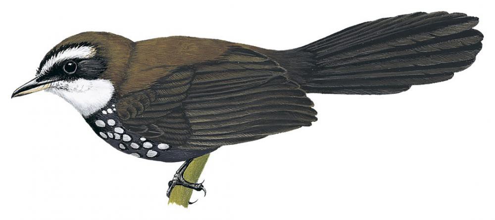 Sooty Thicket-Fantail / Rhipidura threnothorax