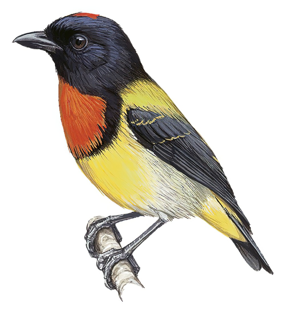Scarlet-breasted Flowerpecker / Prionochilus thoracicus