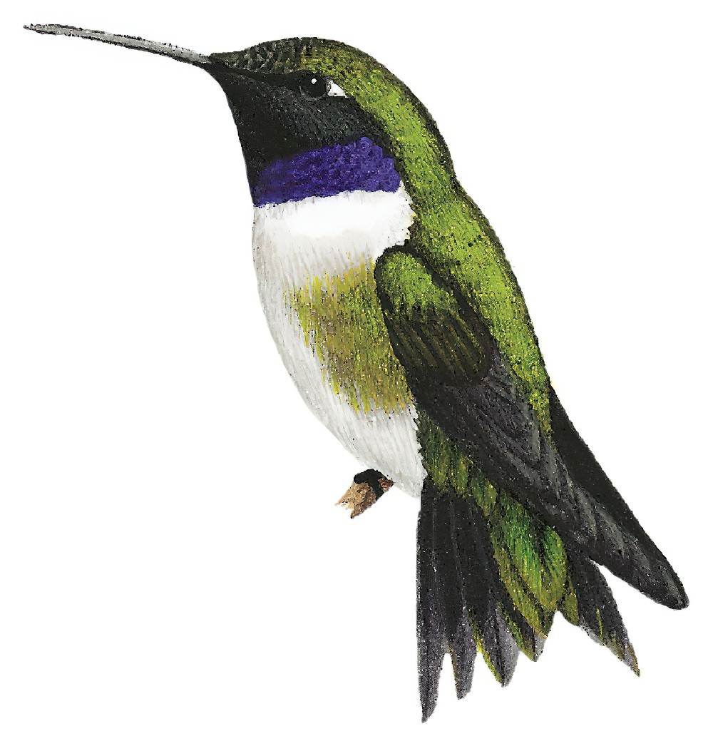 Black-chinned Hummingbird / Archilochus alexandri