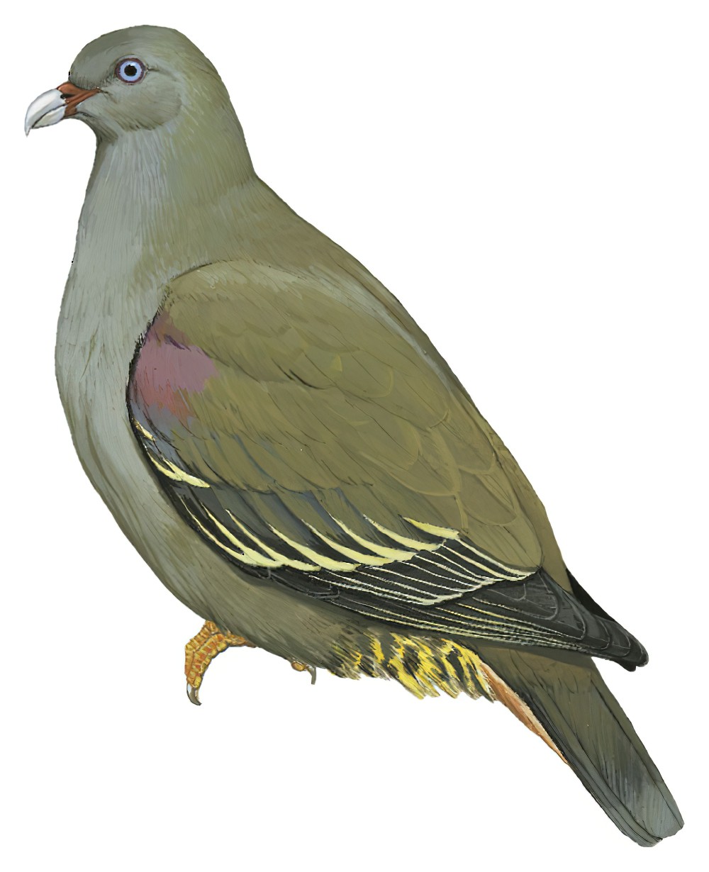 Sao Tome Green-Pigeon / Treron sanctithomae