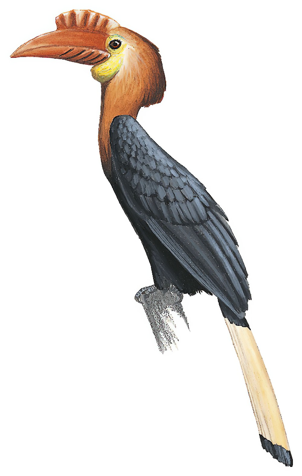 Writhe-billed Hornbill / Rhabdotorrhinus waldeni