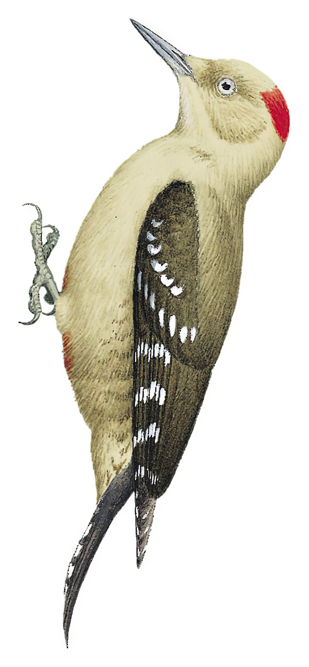 Arabian Woodpecker / Dendrocoptes dorae