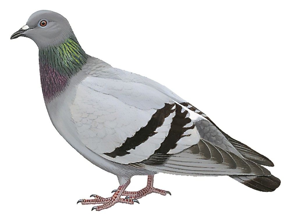 Rock Pigeon / Columba livia