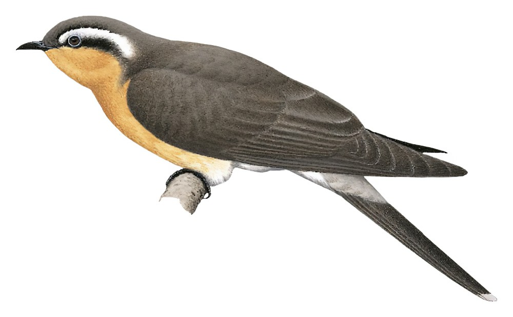 Black-eared Cuckoo / Chrysococcyx osculans