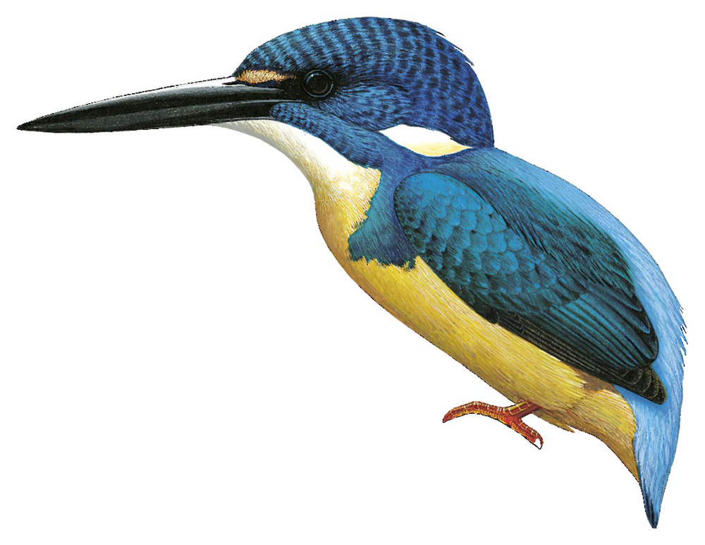 Half-collared Kingfisher / Alcedo semitorquata