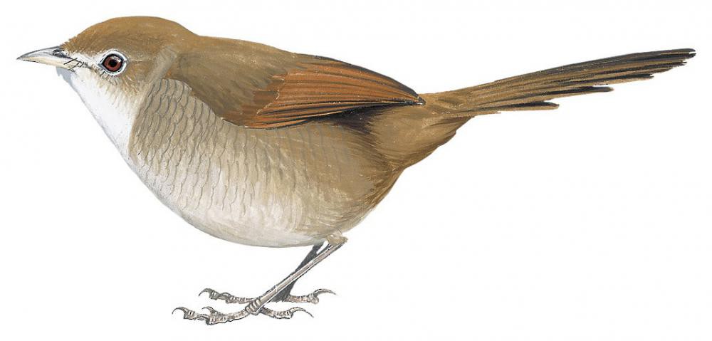 Eastern Bristlebird / Dasyornis brachypterus