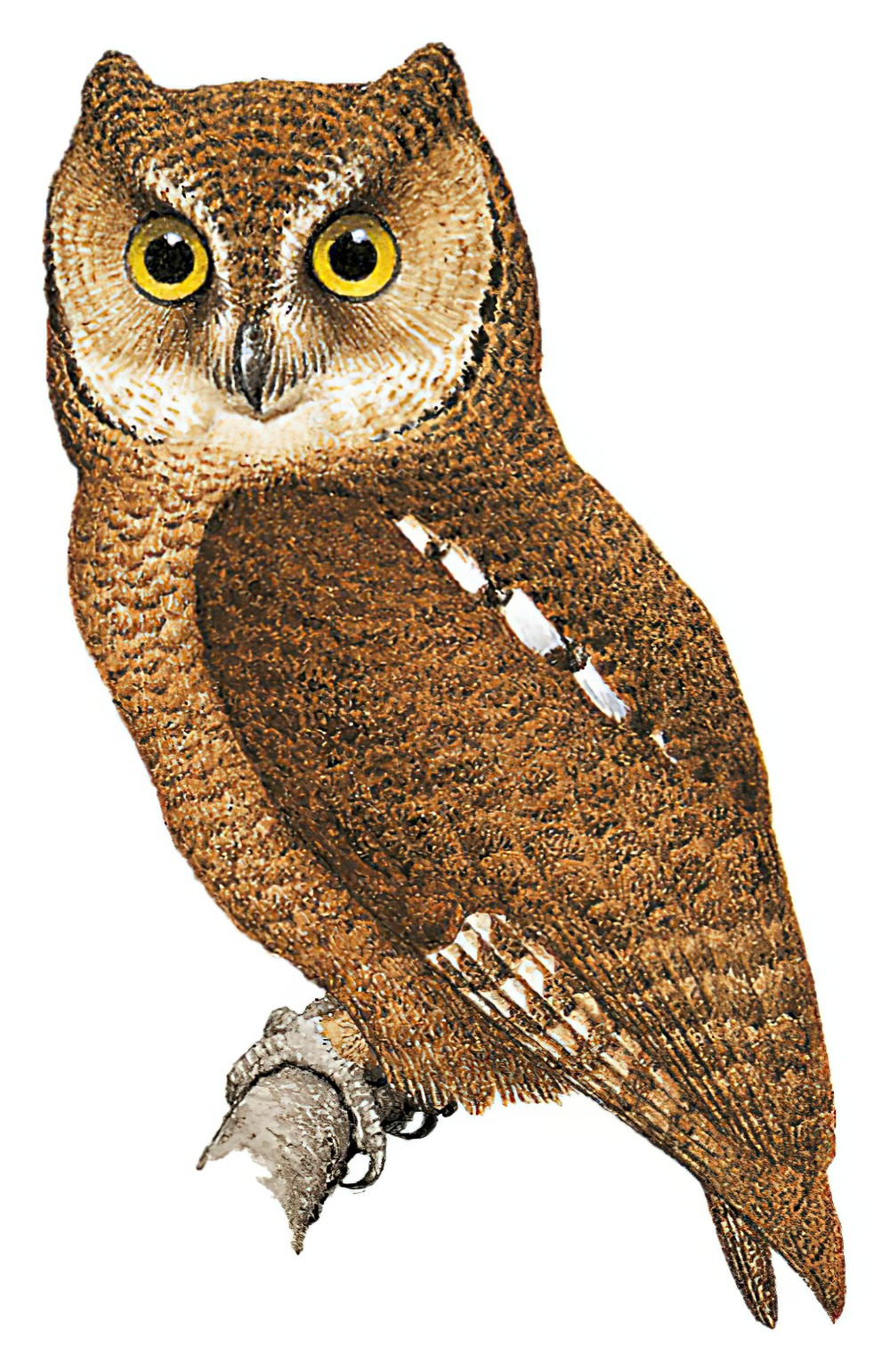 Nicobar Scops-Owl / Otus alius