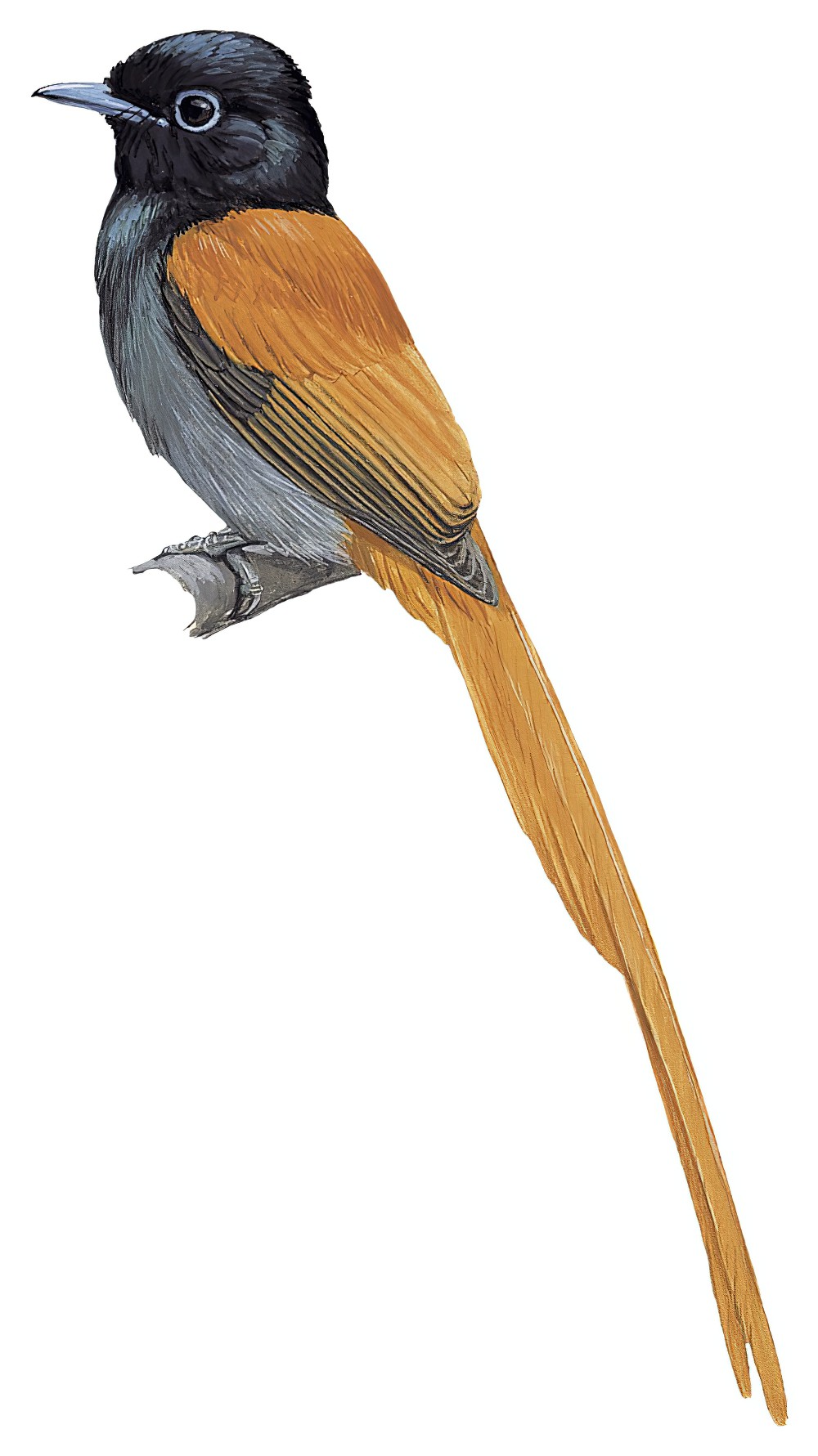 Rufous-vented Paradise-Flycatcher / Terpsiphone rufocinerea
