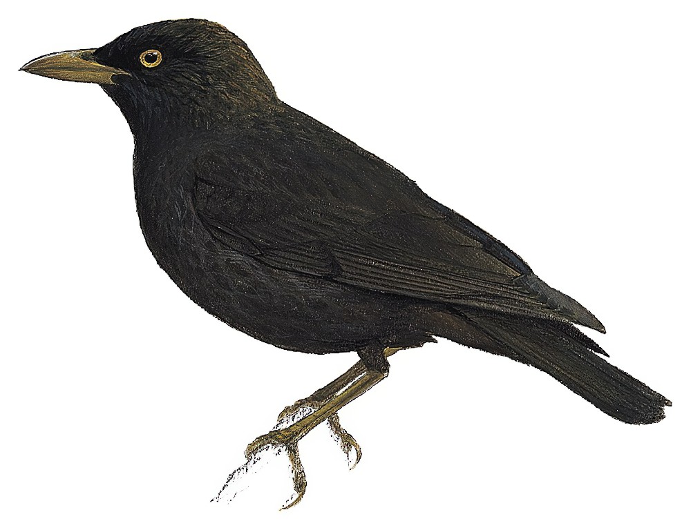 Mysterious Starling / Aplonis mavornata