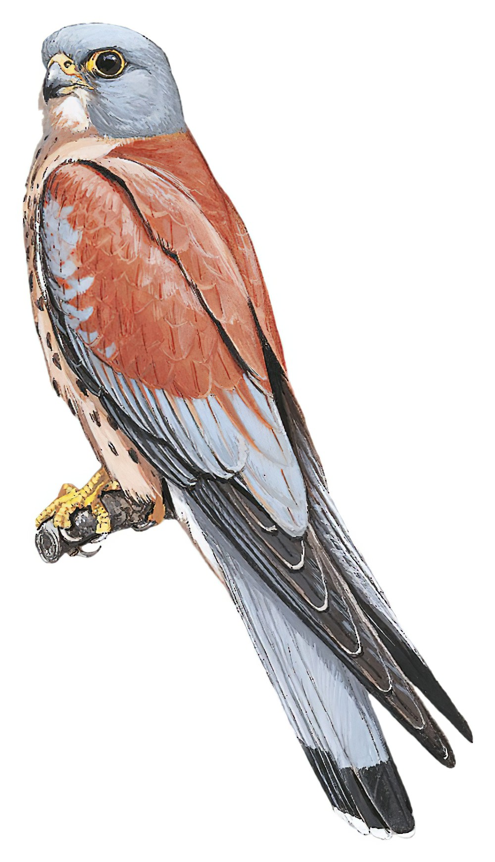 Lesser Kestrel / Falco naumanni