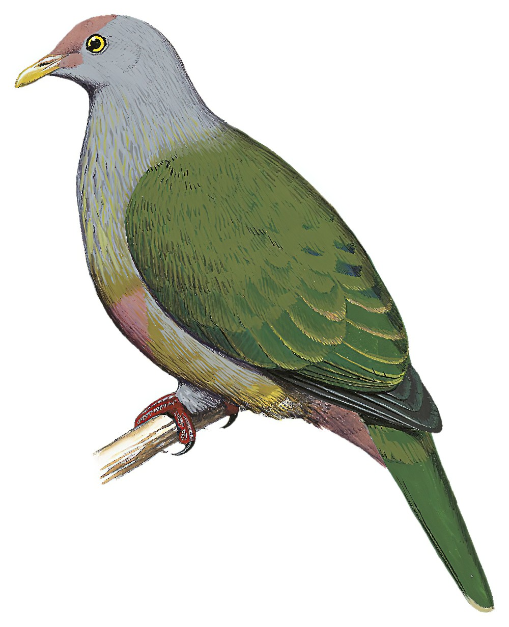 Rapa Fruit-Dove / Ptilinopus huttoni