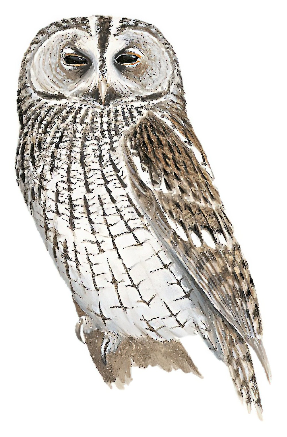 Tawny Owl / Strix aluco