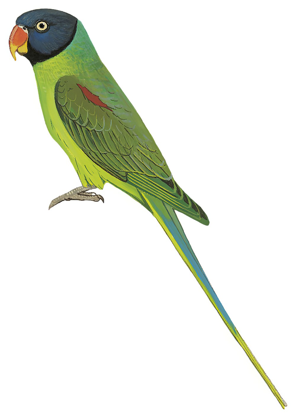Slaty-headed Parakeet / Psittacula himalayana