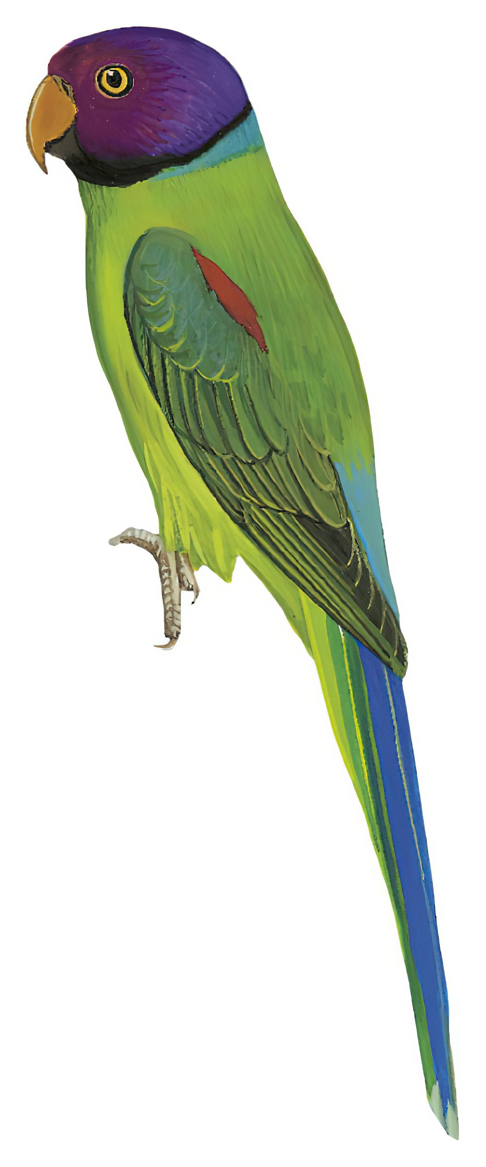 Plum-headed Parakeet / Psittacula cyanocephala
