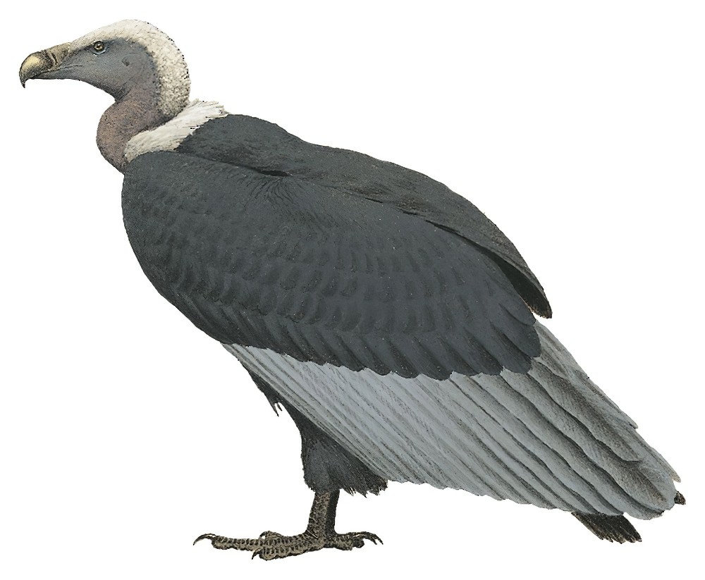 White-rumped Vulture / Gyps bengalensis