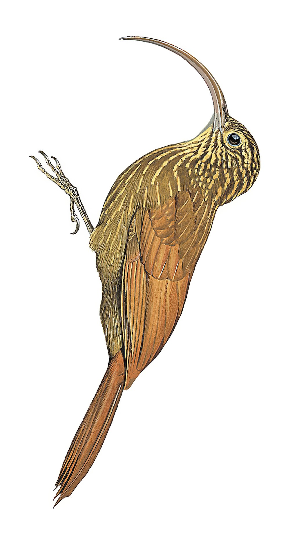 Brown-billed Scythebill / Campylorhamphus pusillus