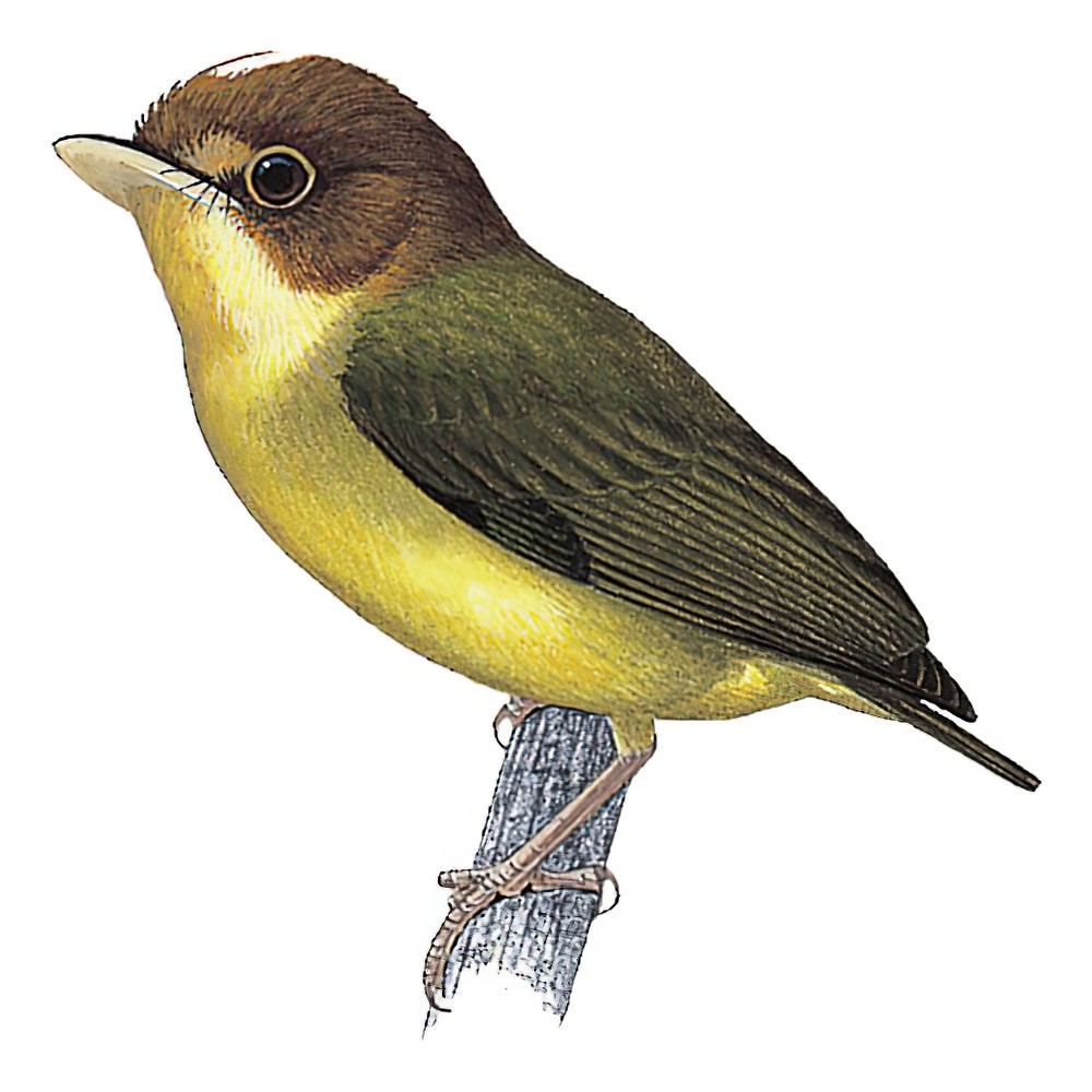 Yellow-throated Spadebill / Platyrinchus flavigularis
