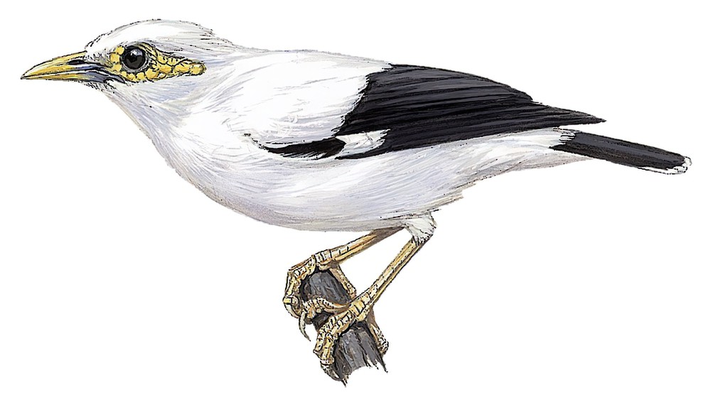 Black-winged Starling / Acridotheres melanopterus