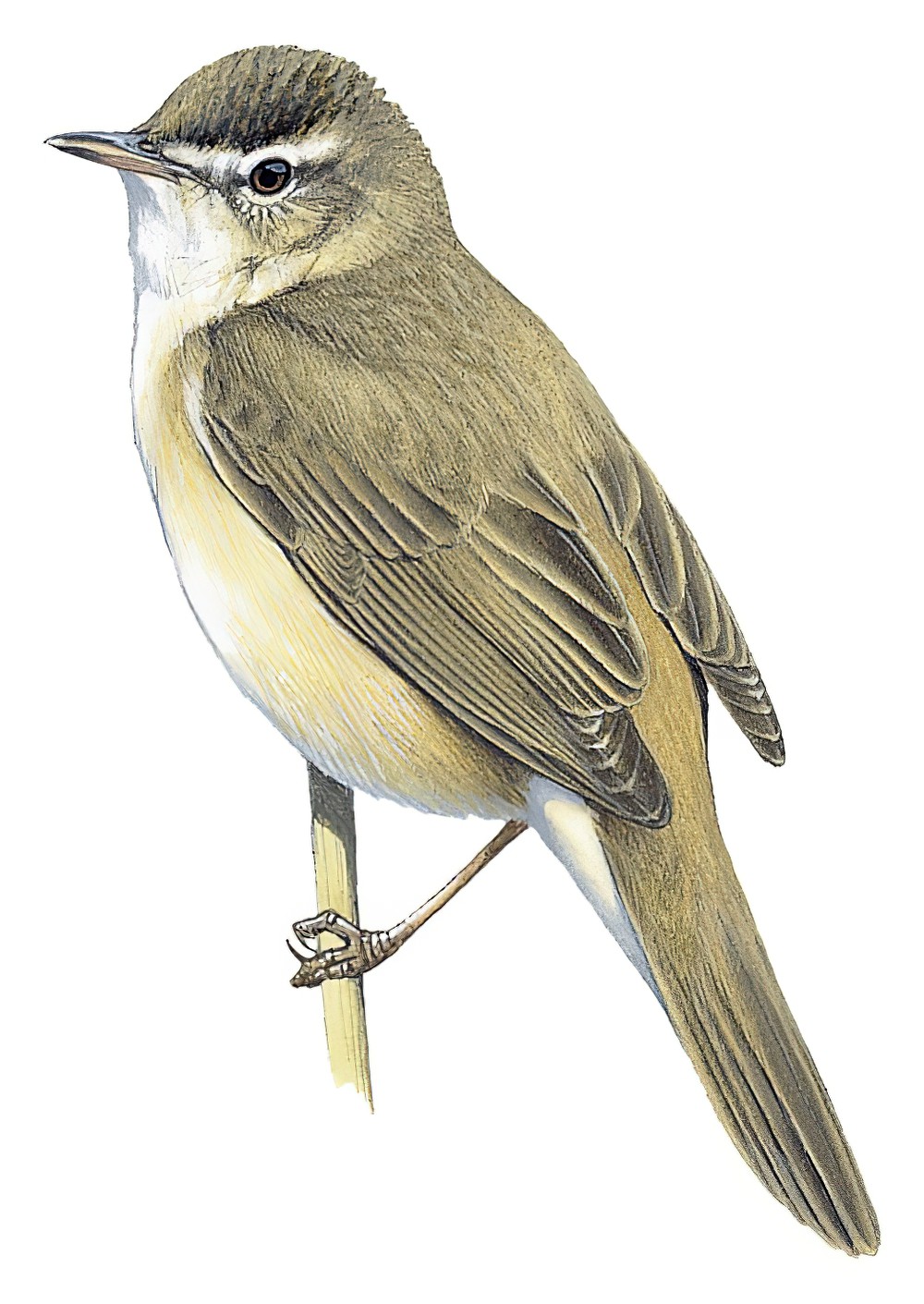 Manchurian Reed Warbler / Acrocephalus tangorum
