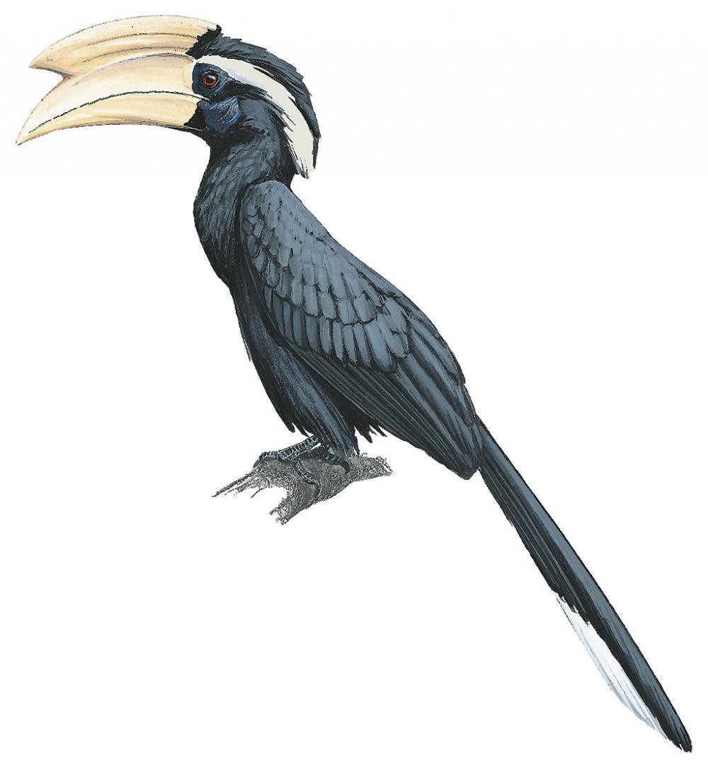 Black Hornbill / Anthracoceros malayanus