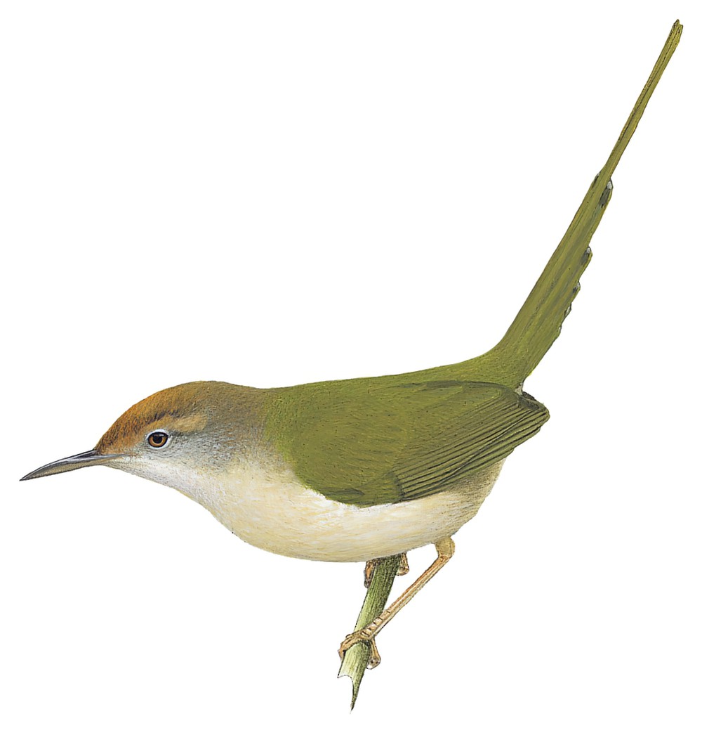 Common Tailorbird / Orthotomus sutorius