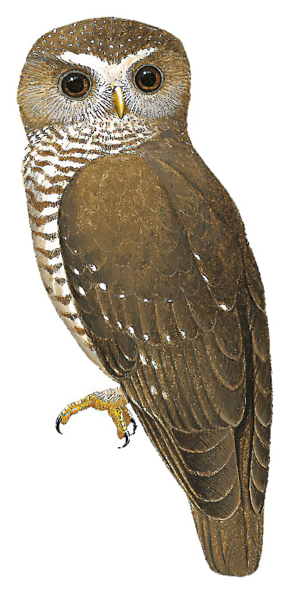 White-browed Owl / Athene superciliaris