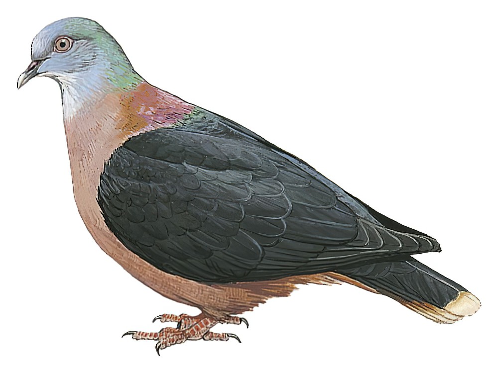 Bronze-naped Pigeon / Columba iriditorques