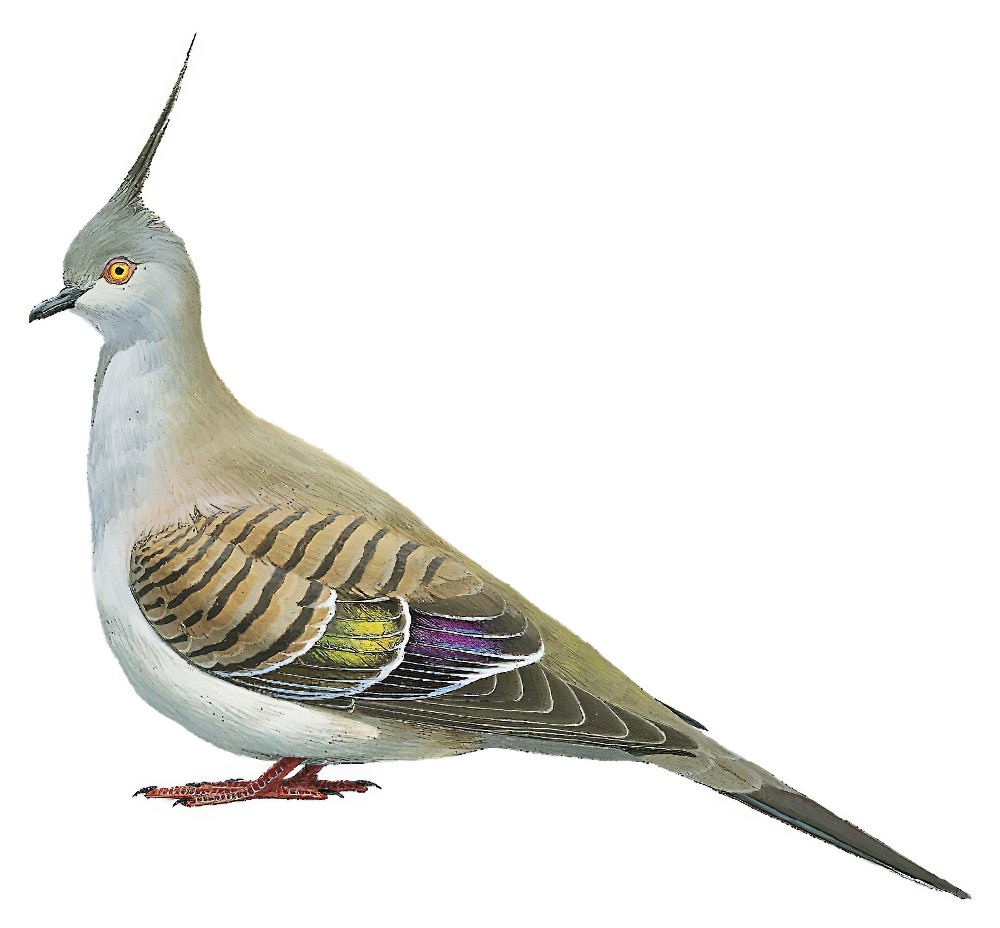 Crested Pigeon / Ocyphaps lophotes