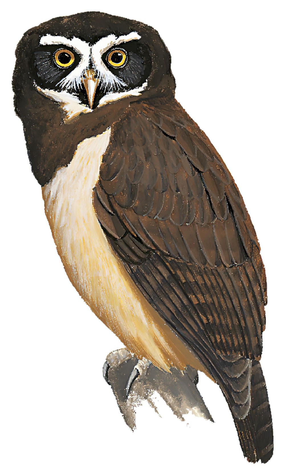 Spectacled Owl / Pulsatrix perspicillata
