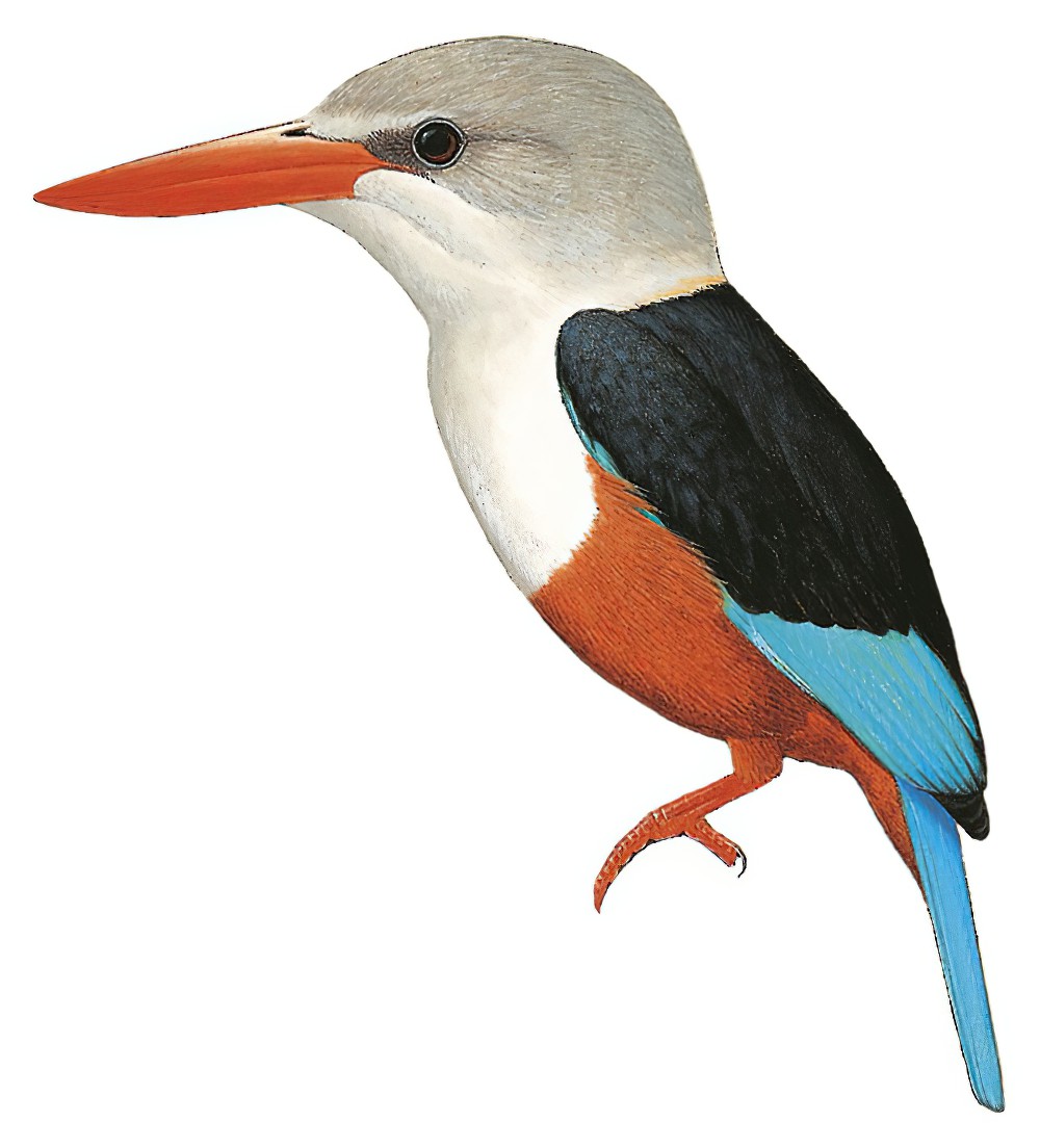 Gray-headed Kingfisher / Halcyon leucocephala