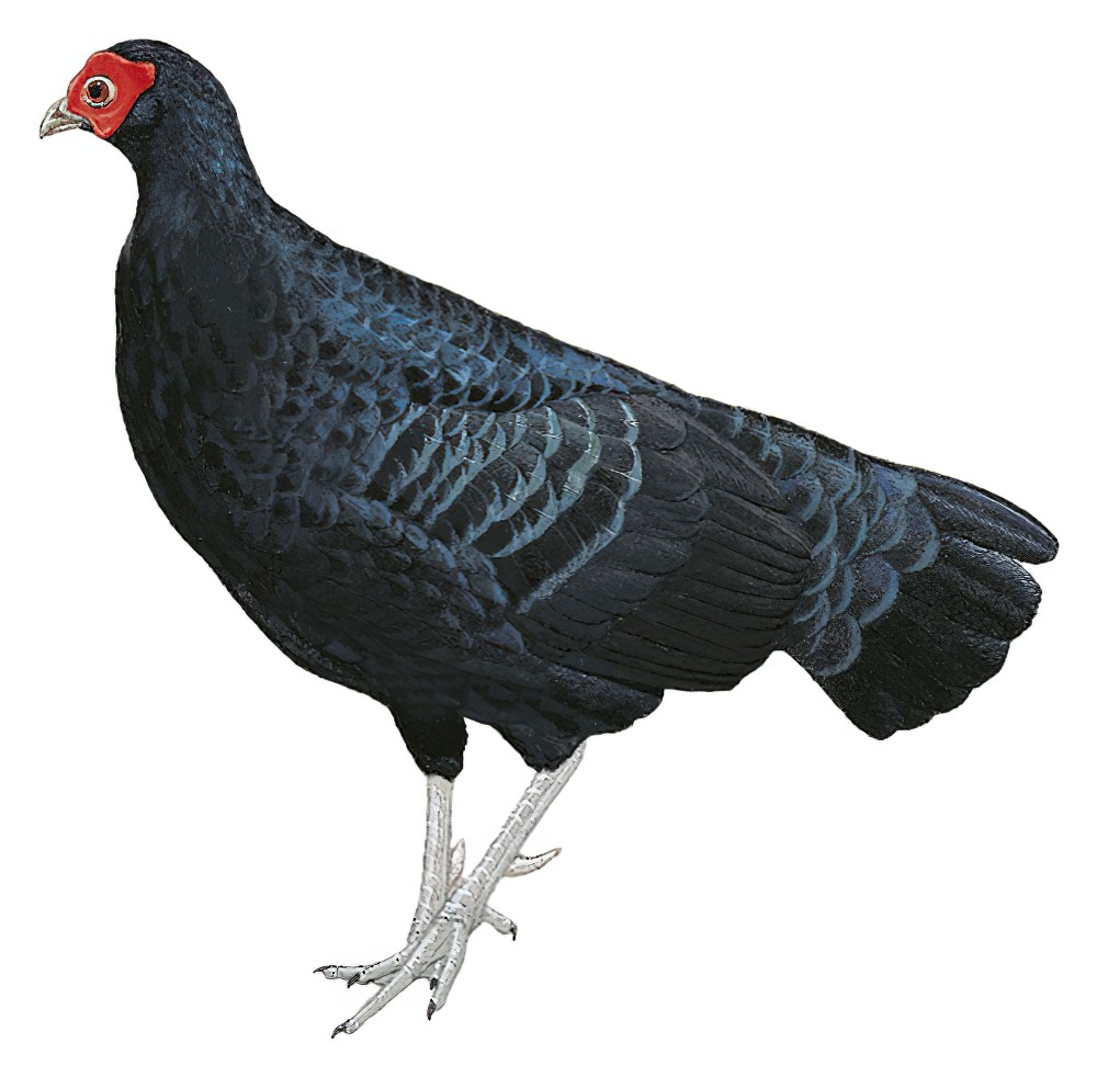 Salvadori\'s Pheasant / Lophura inornata