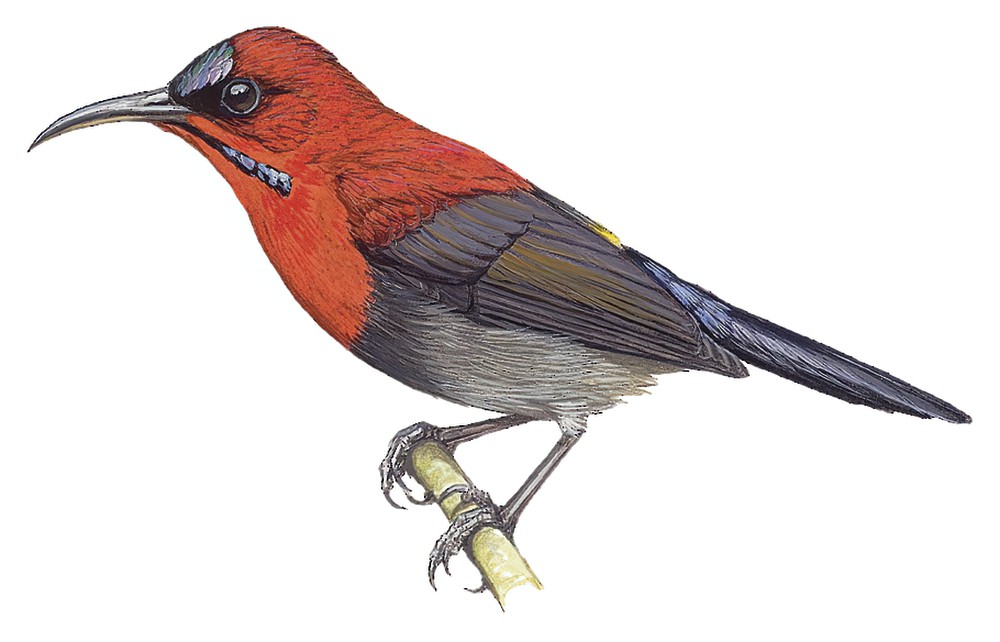 Crimson Sunbird / Aethopyga siparaja