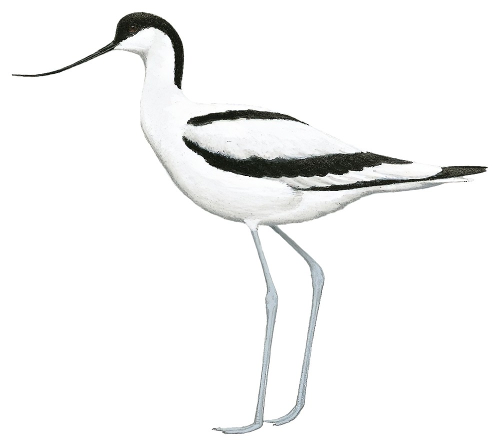 Pied Avocet / Recurvirostra avosetta