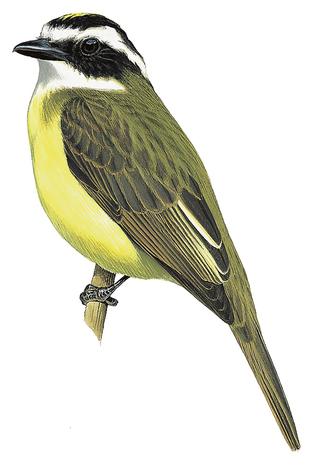 White-ringed Flycatcher / Conopias albovittatus