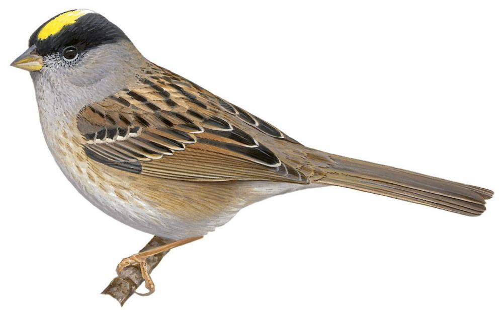 Golden-crowned Sparrow / Zonotrichia atricapilla