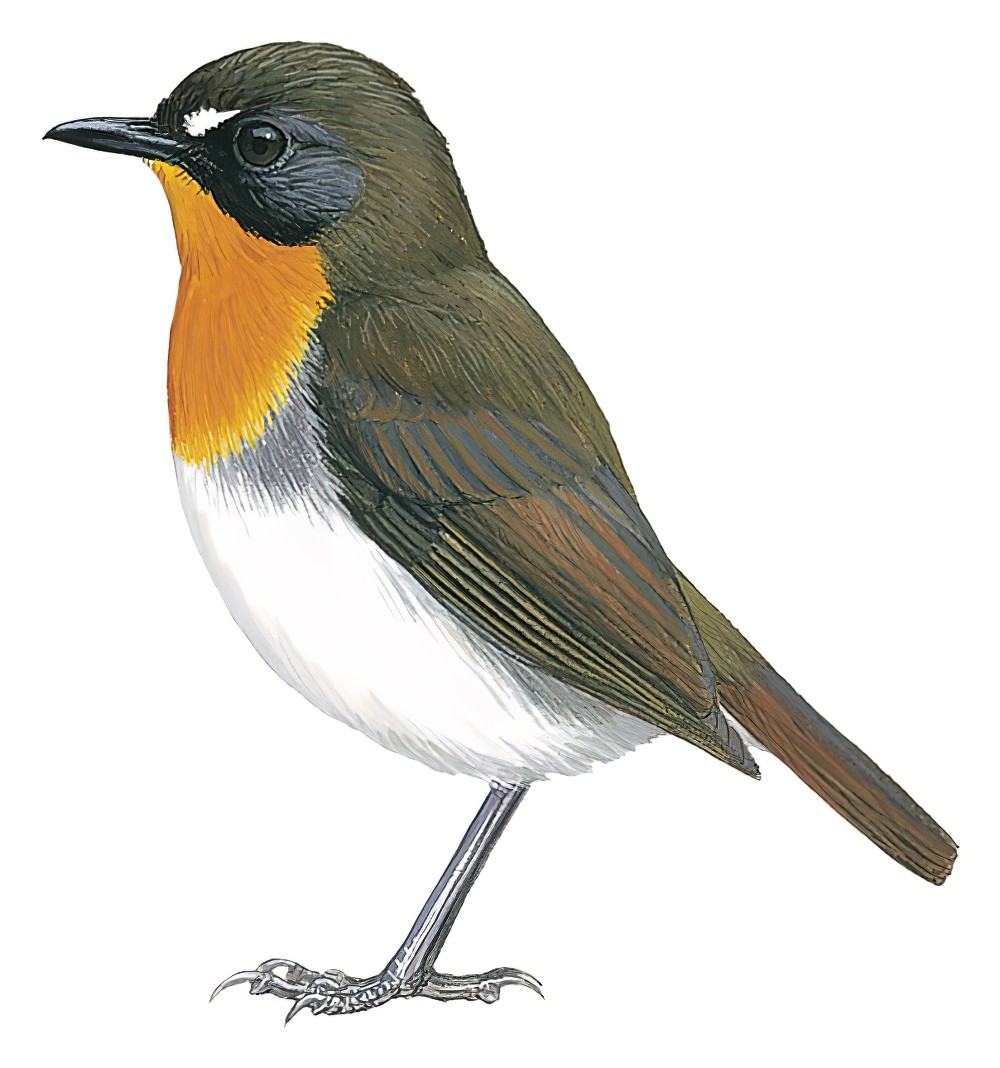 Forest Robin / Stiphrornis erythrothorax