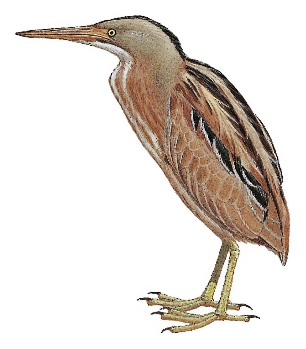 Stripe-backed Bittern / Ixobrychus involucris