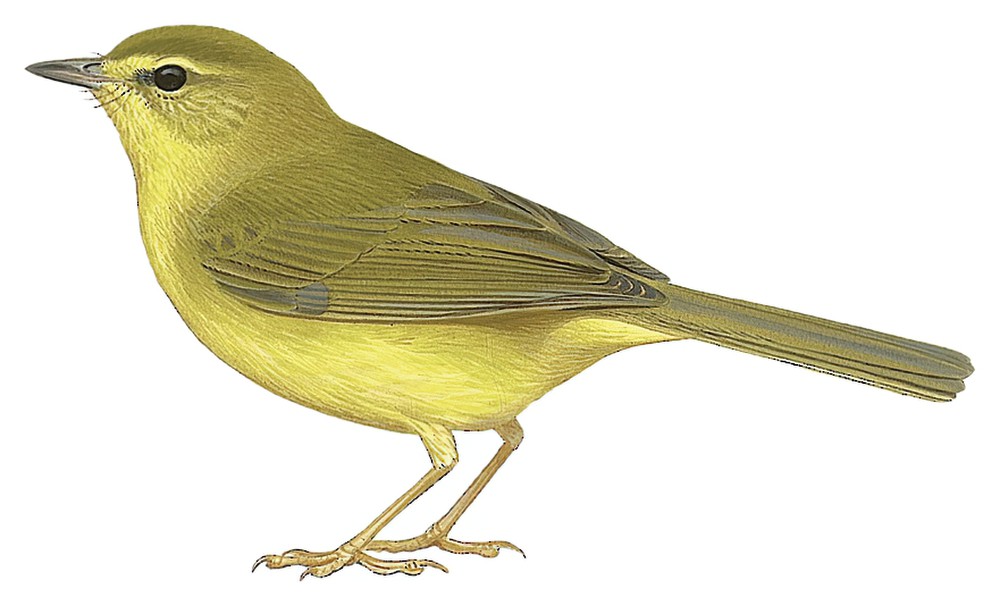 Flavescent Warbler / Myiothlypis flaveola