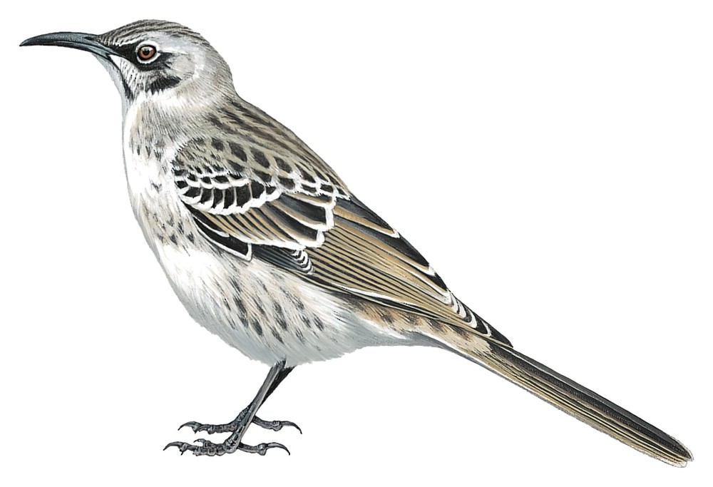 Española Mockingbird / Mimus macdonaldi