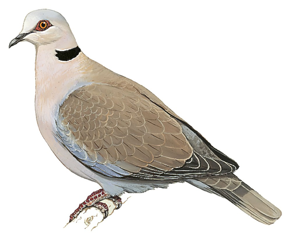 Red-eyed Dove / Streptopelia semitorquata