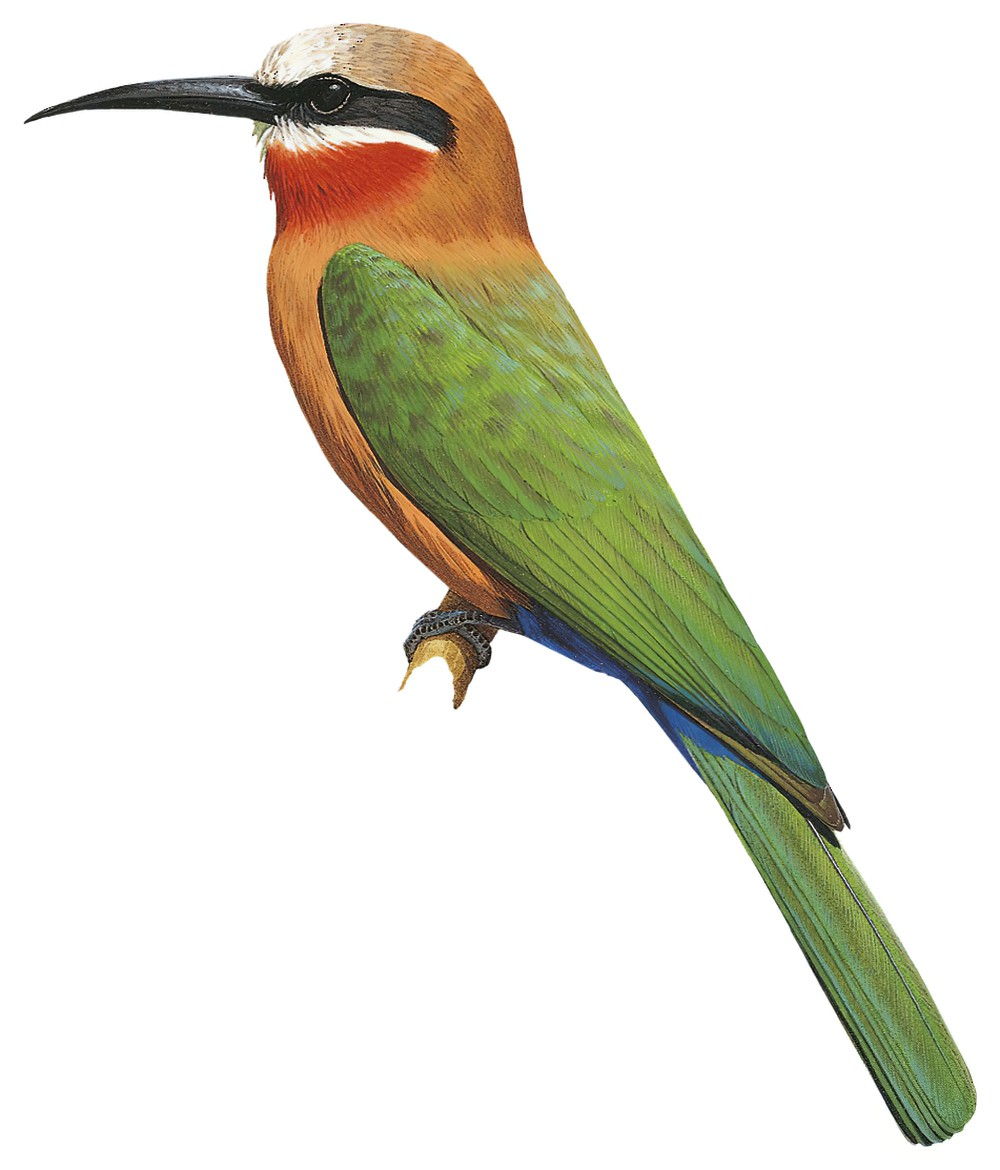 White-fronted Bee-eater / Merops bullockoides