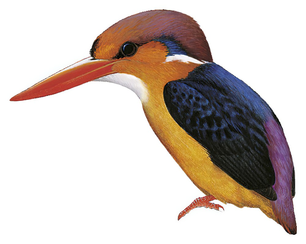 Black-backed Dwarf-Kingfisher / Ceyx erithaca