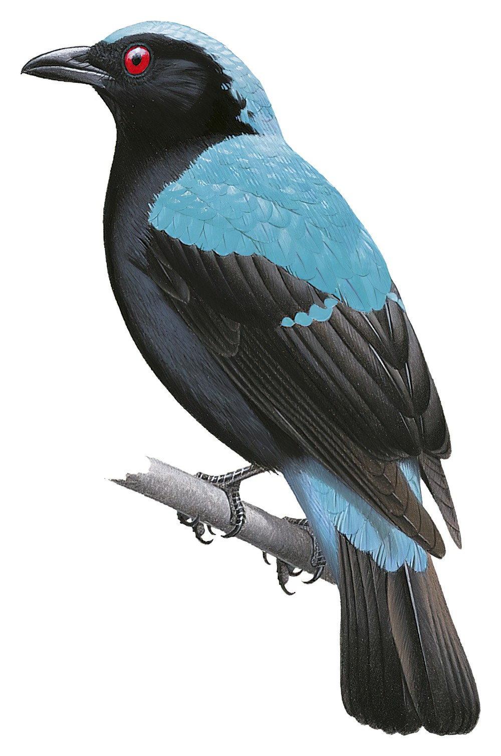 Asian Fairy-bluebird / Irena puella